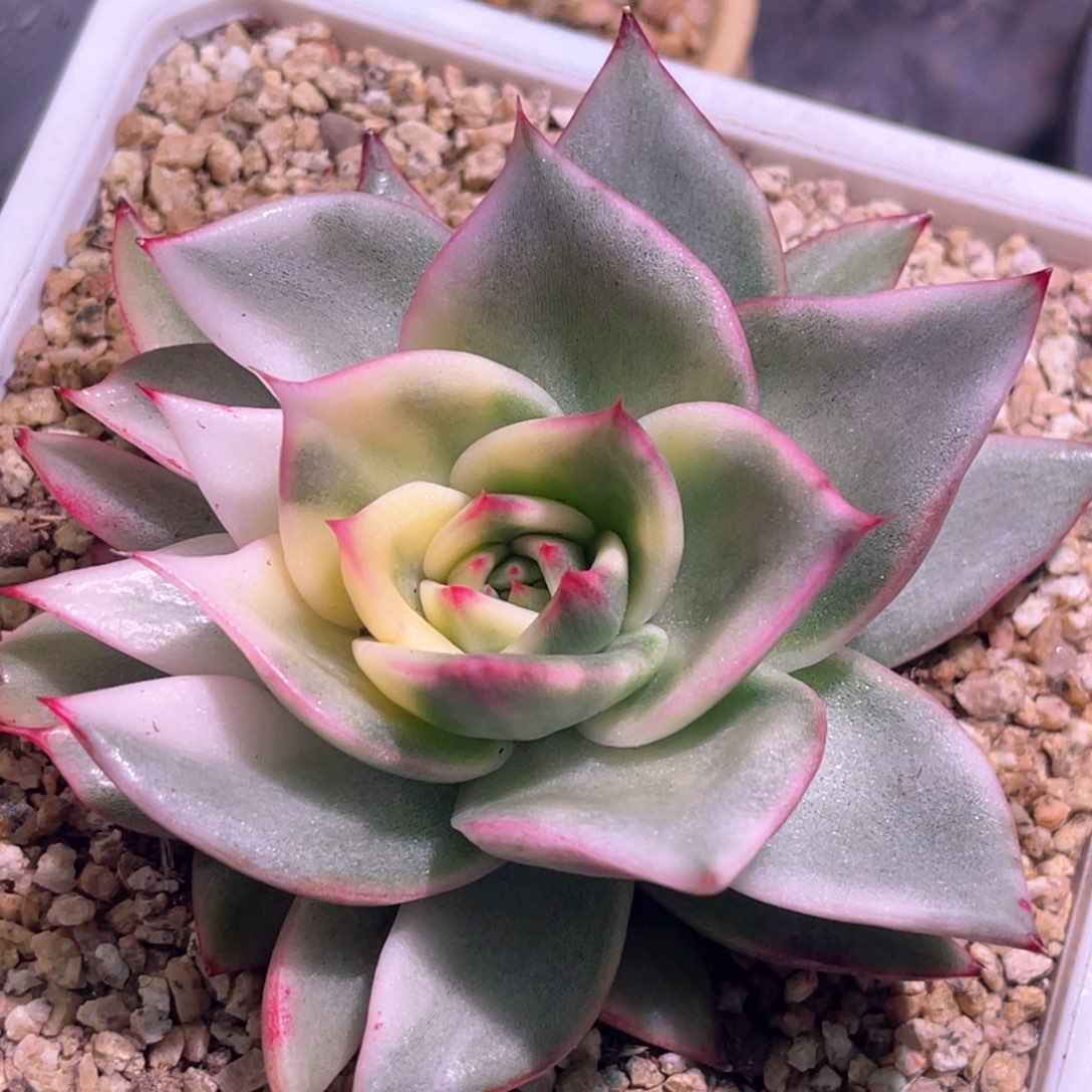 多肉特价玛丽莲锦