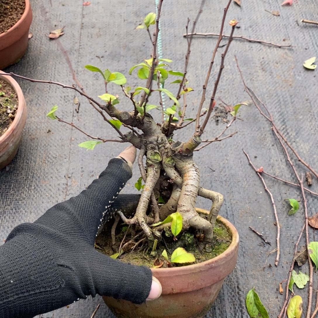 用***7无花朵盆景盆景68