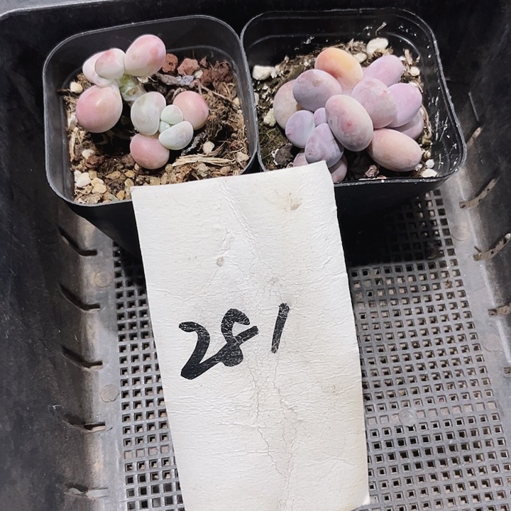 R****.281密密麻麻密密麻麻