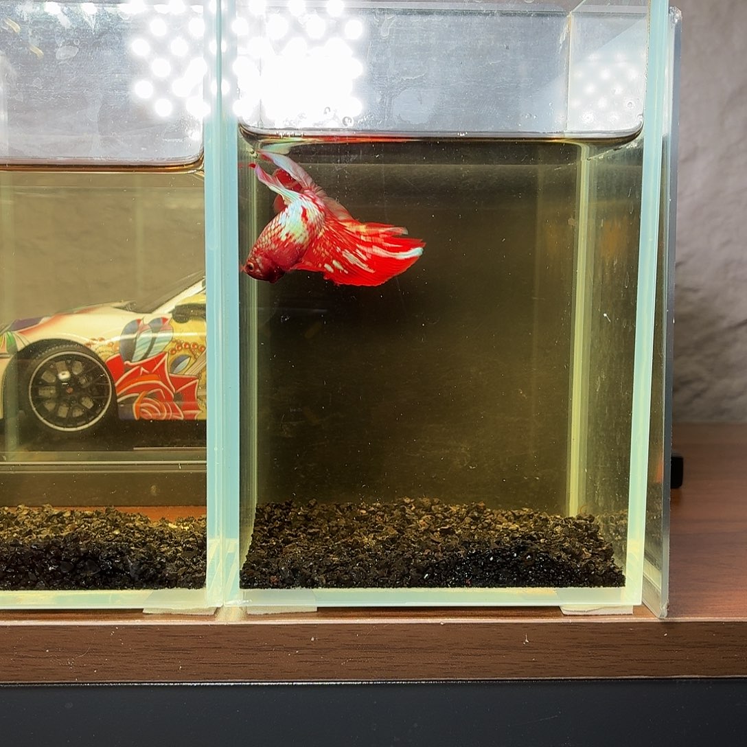 斗鱼彩金半月公鱼