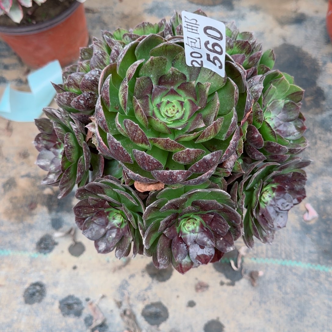 黑魔560满20包邮断枝不包