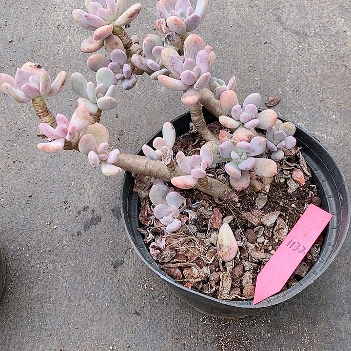 依*1132多肉植物老桩