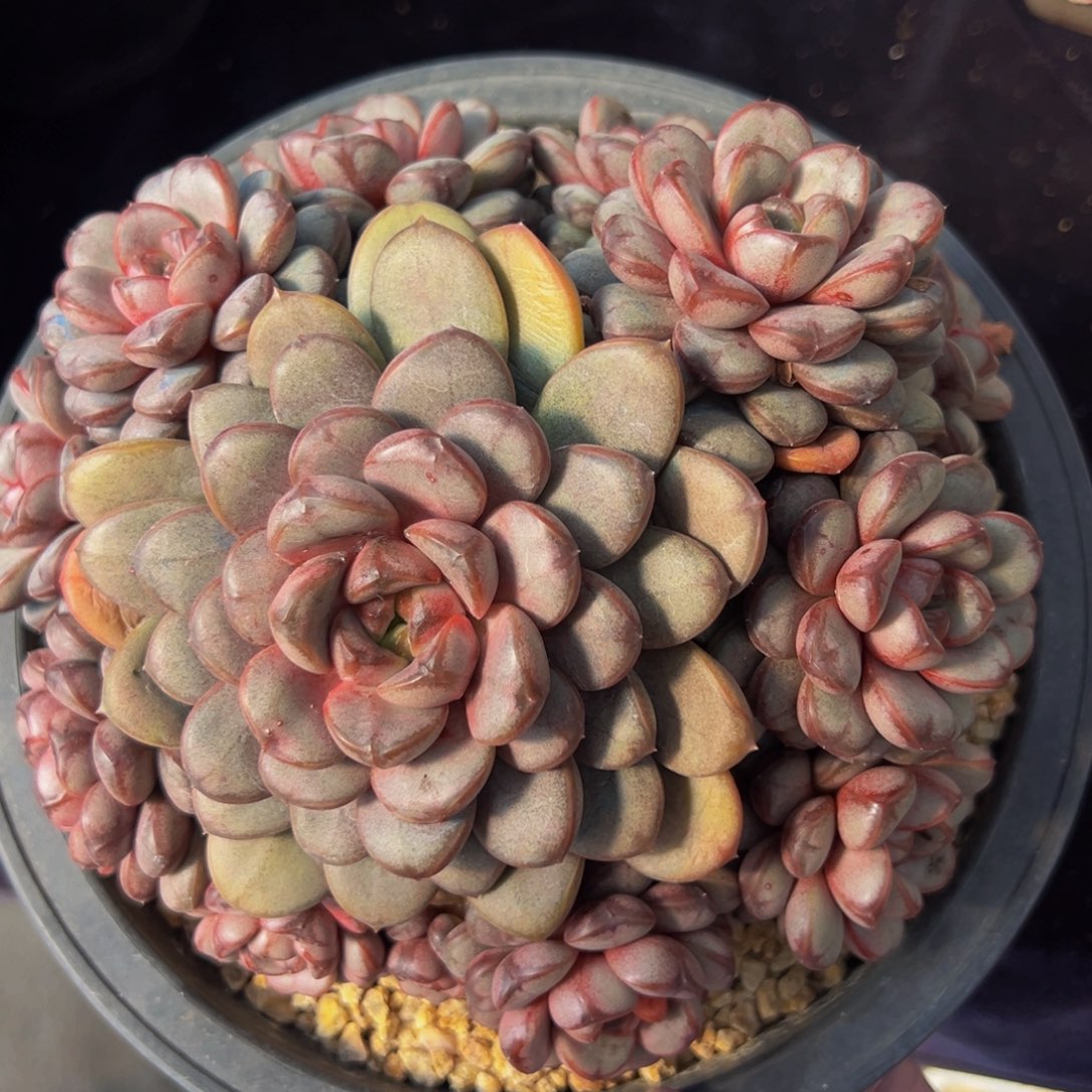 葡萄 新年快乐 新年快乐