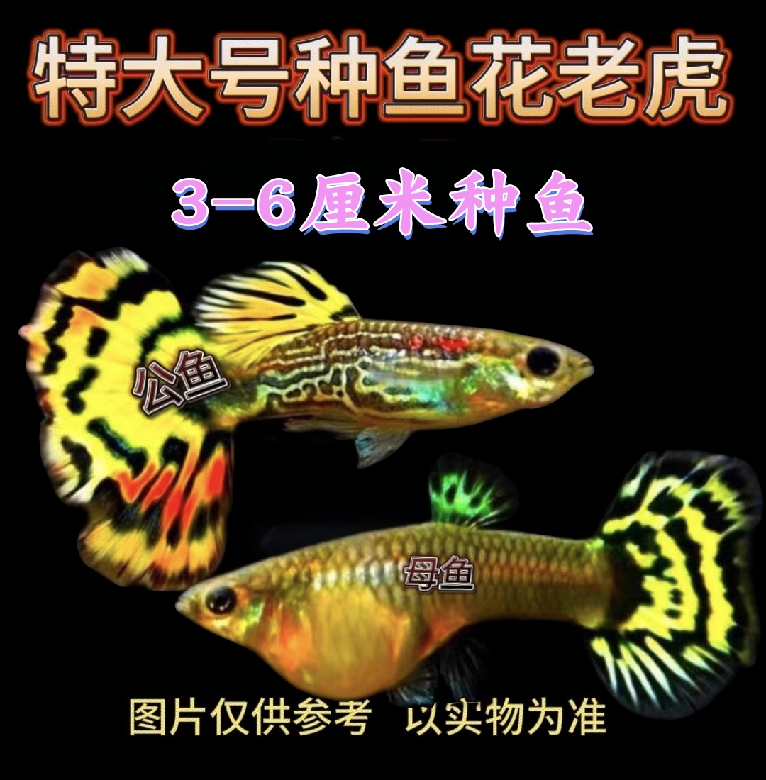 【3-6厘米】花老虎种鱼孕母孔雀鱼小型鱼（不适合新手观赏鱼养）