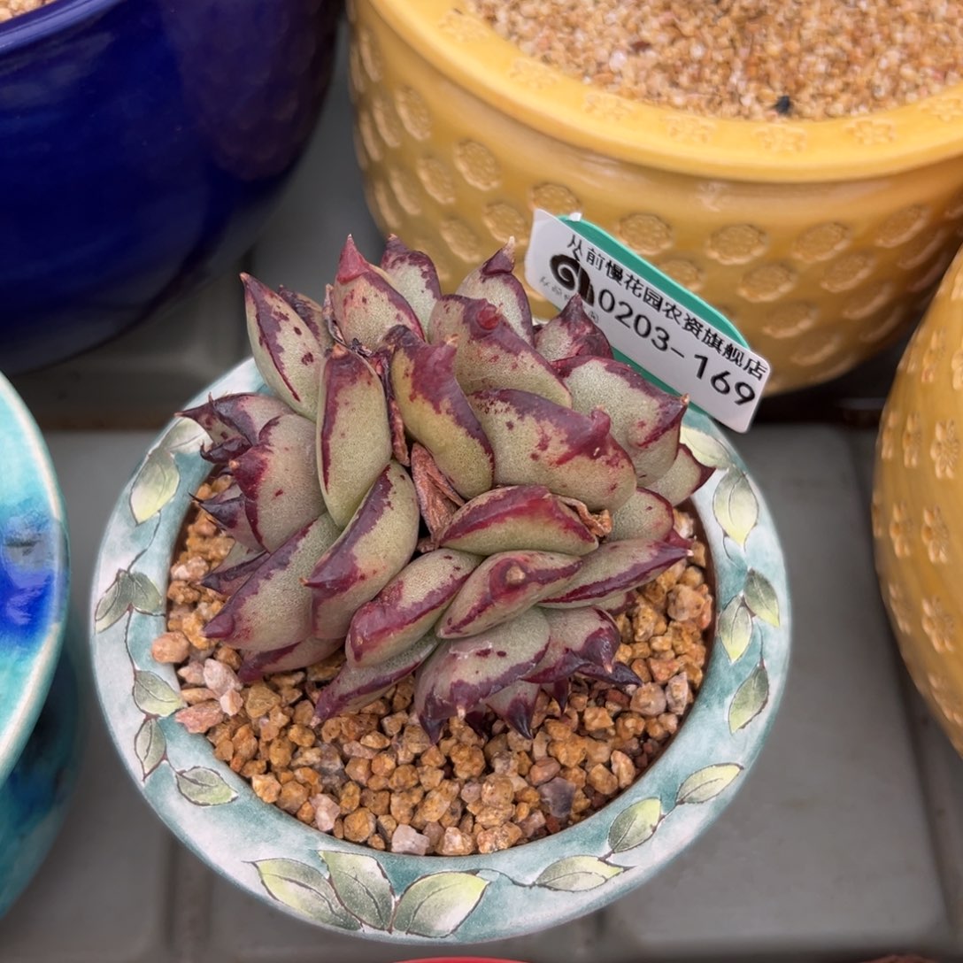 多肉一物一拍0203-169