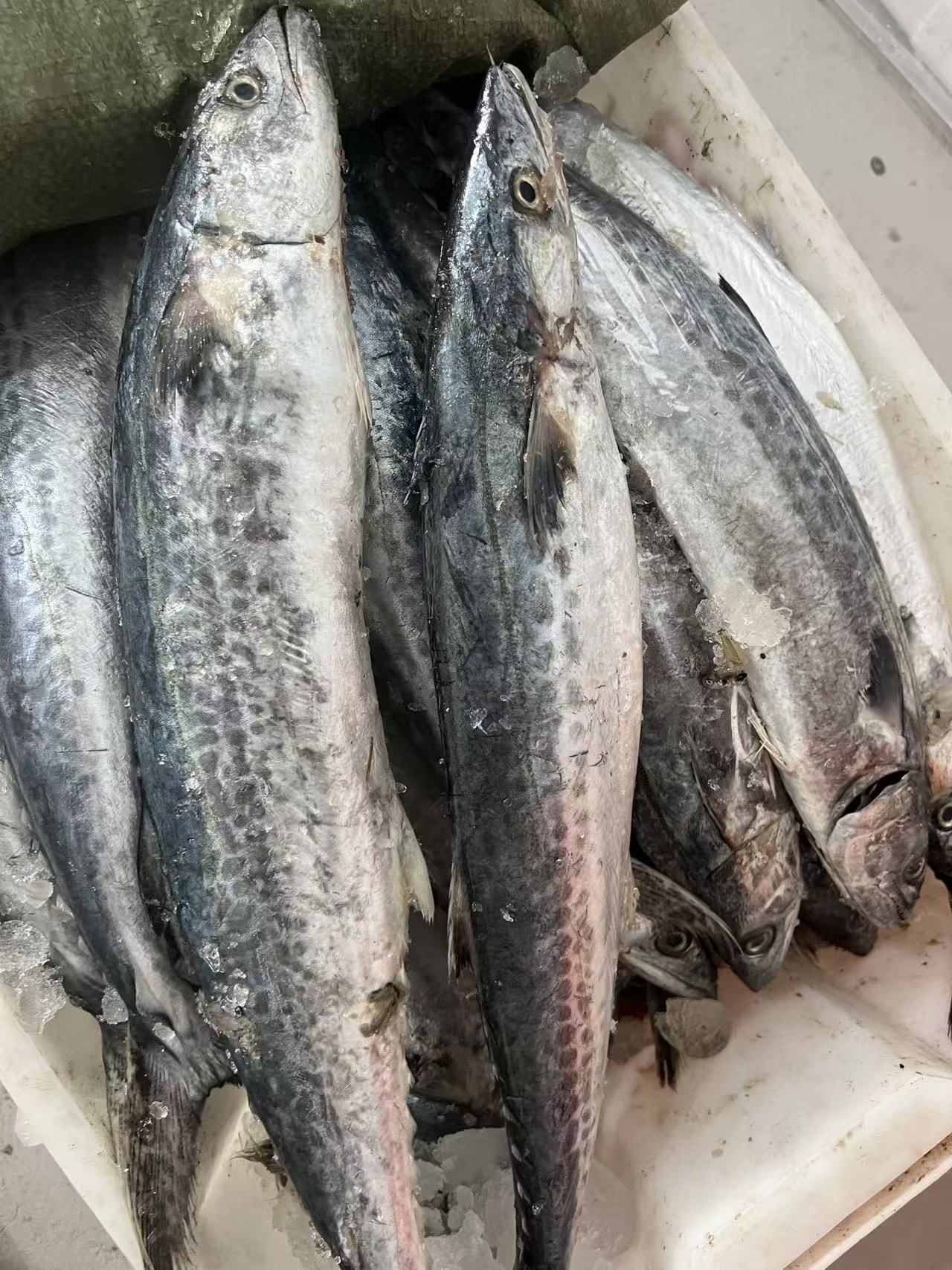 渤海湾鲅鱼鲜嫩燕鲅鱼鲜发顺丰冷链