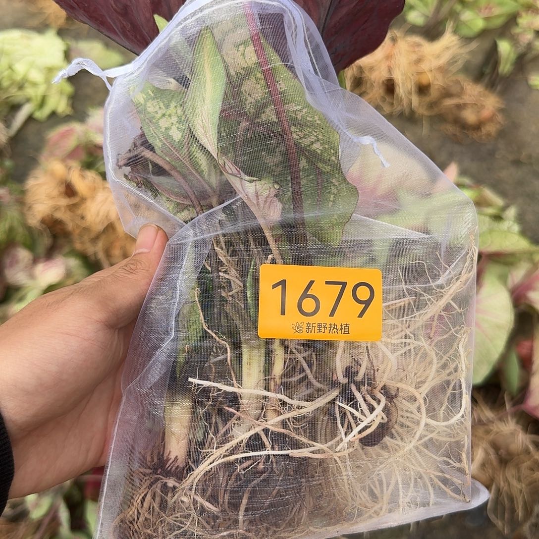 完全开放1679组合福利裸球不售后