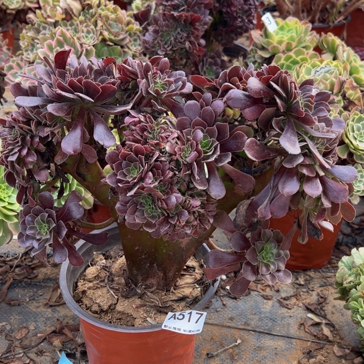 欧缀多肉植物517.