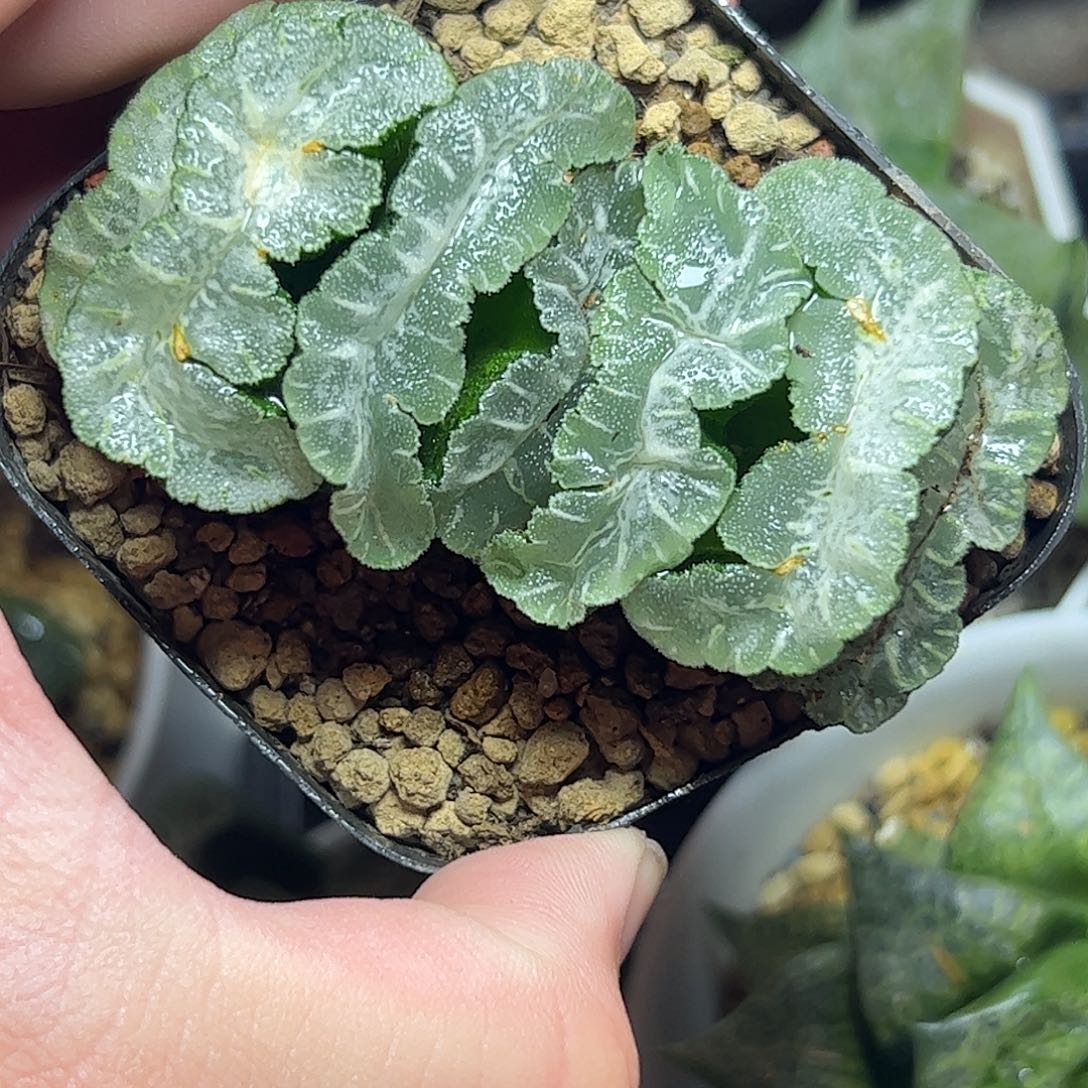 J***总猛犸十二卷十二卷十二