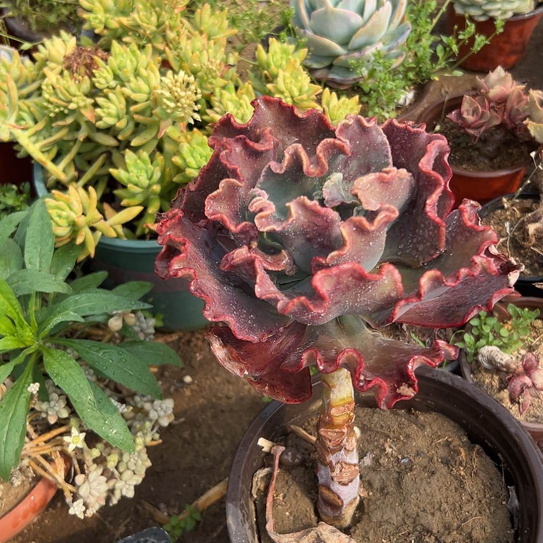 多肉植物包菜嘉年华