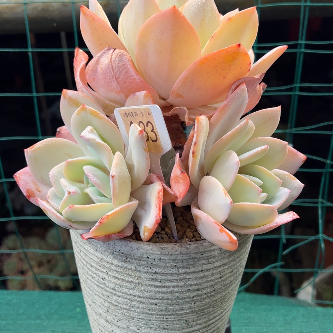 奶茶，，，，，，，，，，，，，，