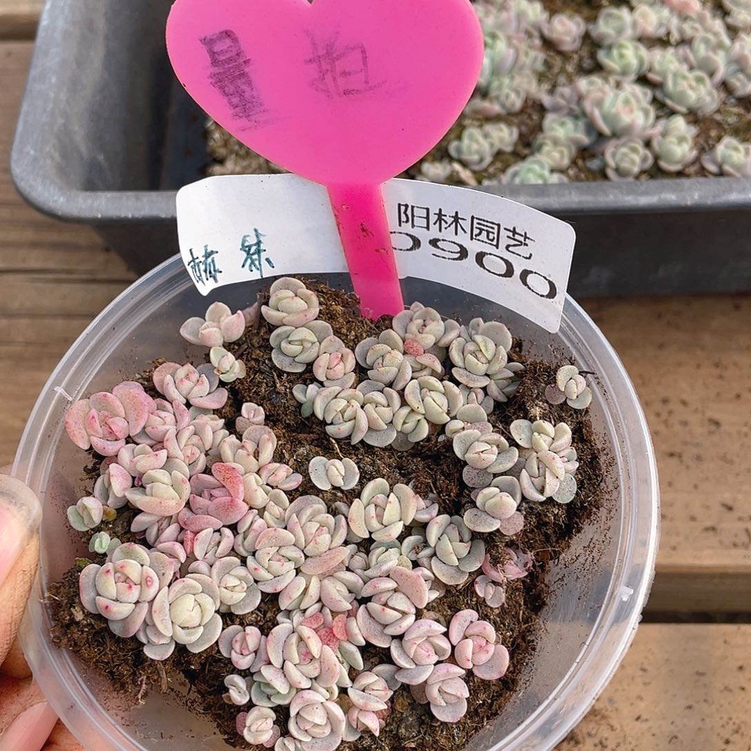 量拍多肉植物多肉植物900