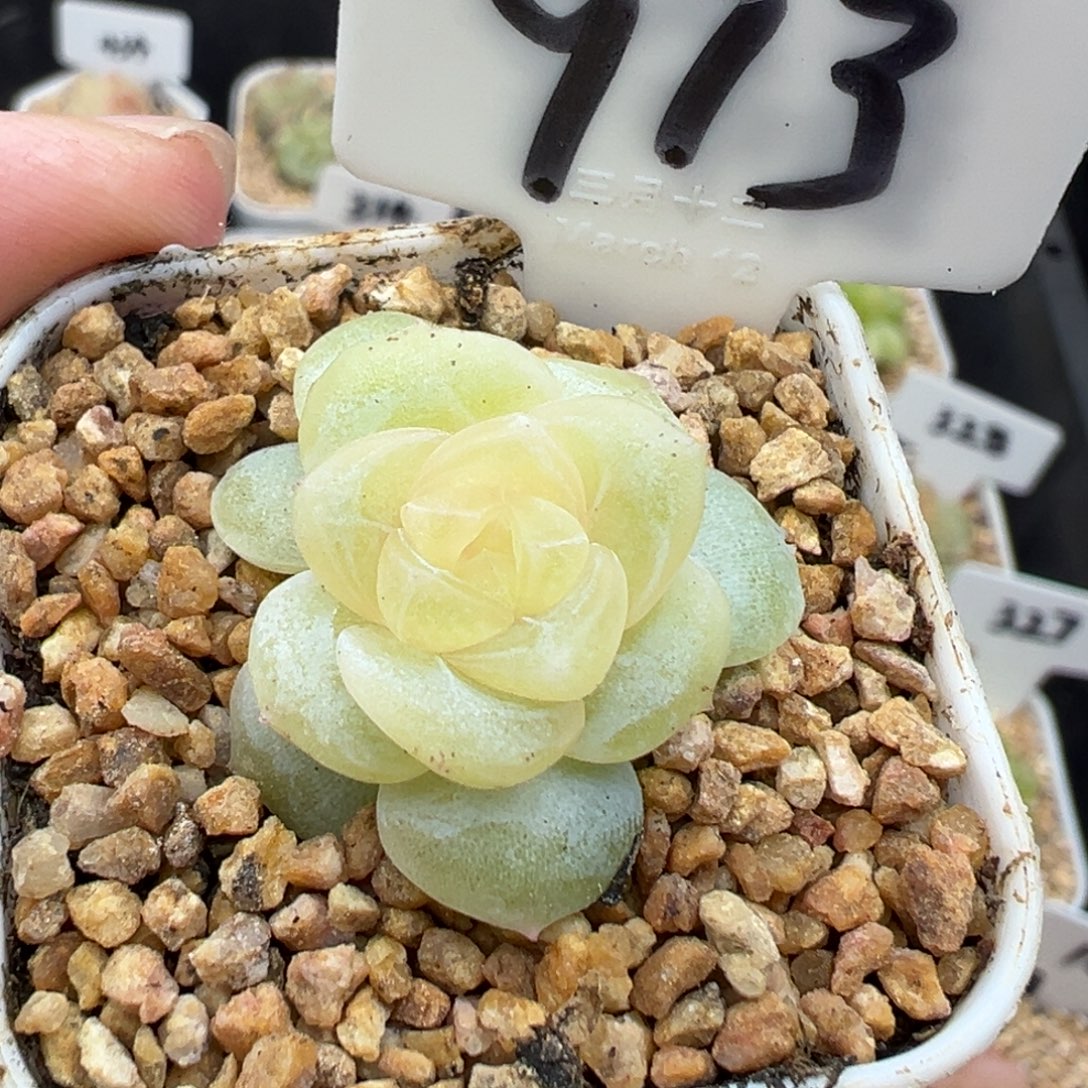 973号无尽月 晗雨多肉