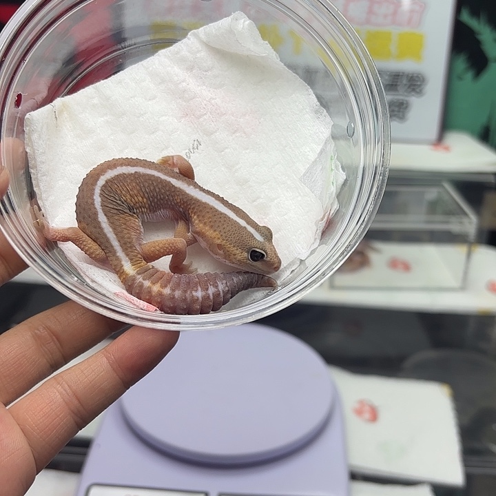 肥尾守宫焦糖弟弟V195