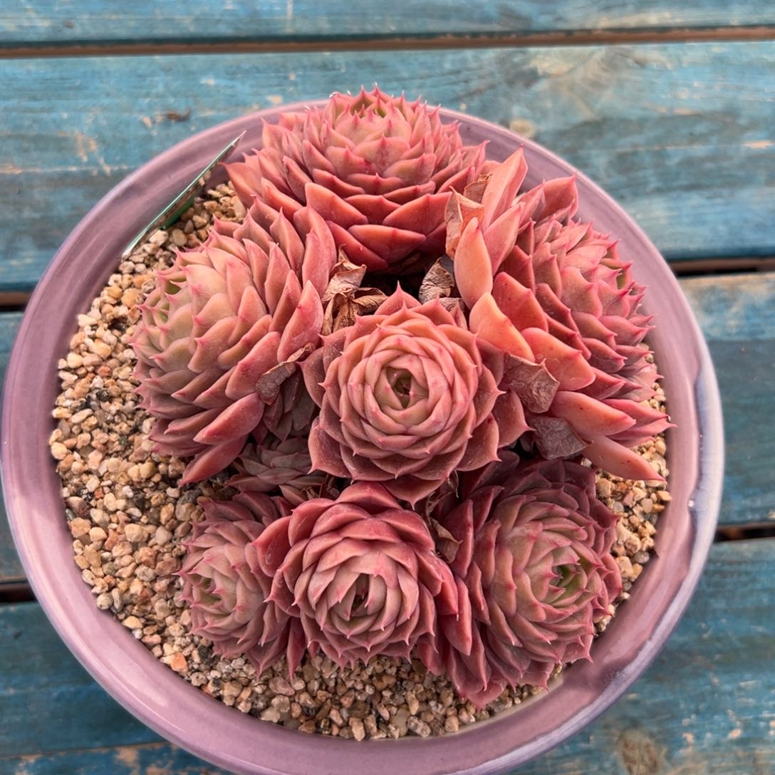 多肉一物一拍0214-155