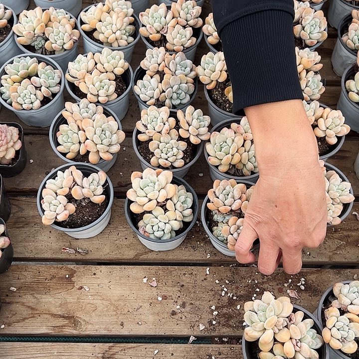 三头香玉，福利多多