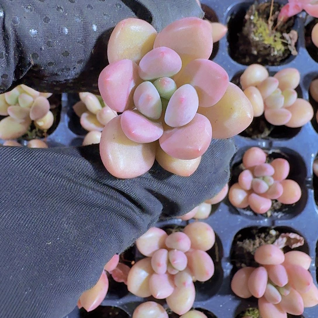 精品桃花源两颗一组