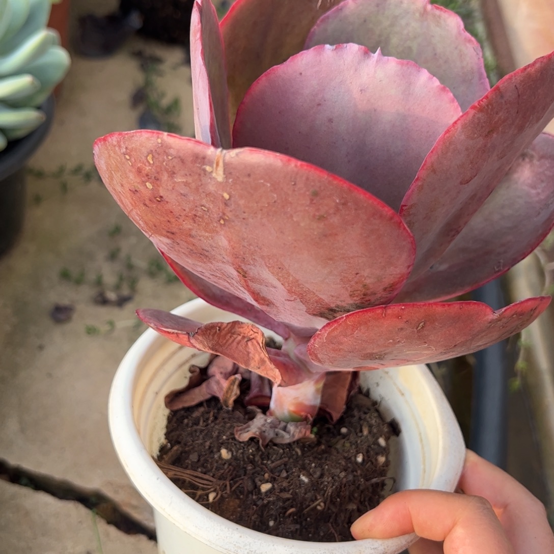 天空之城大单头多肉