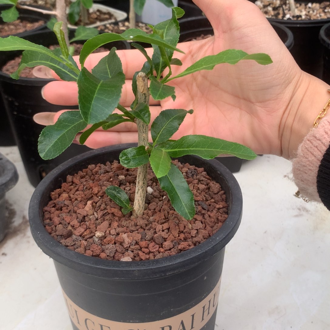 脆皮没药扦插扦插