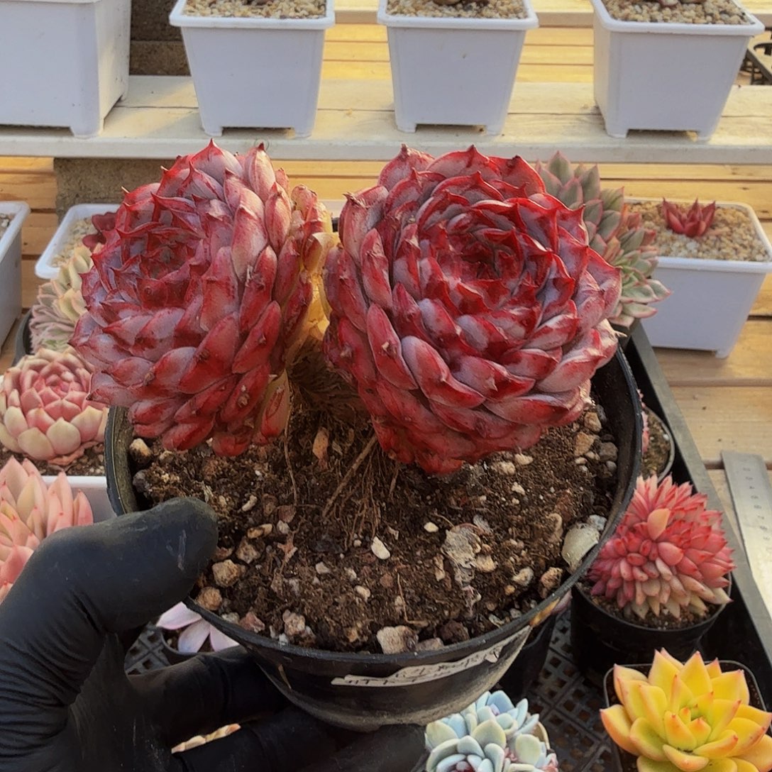 0102-31中原一点红双头