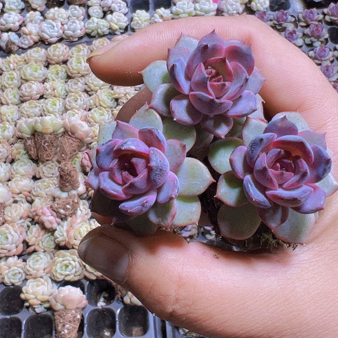 小蓝莓3个19包邮多肉