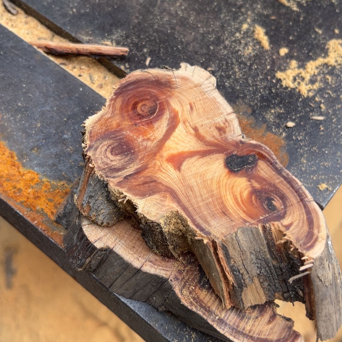 柏木（崖柏）南太行崖柏切片