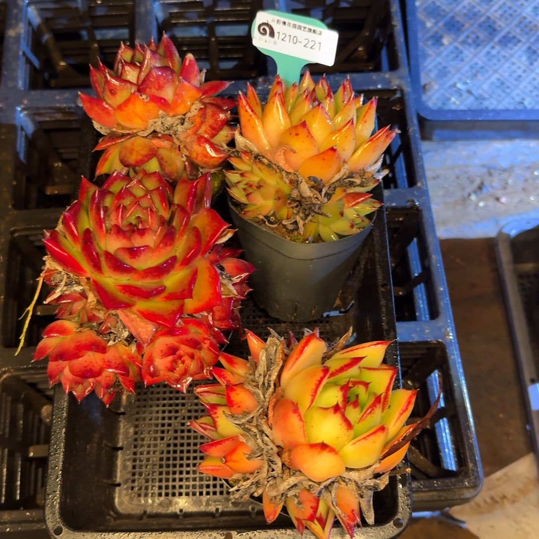 从前慢多肉精选编号1210.221