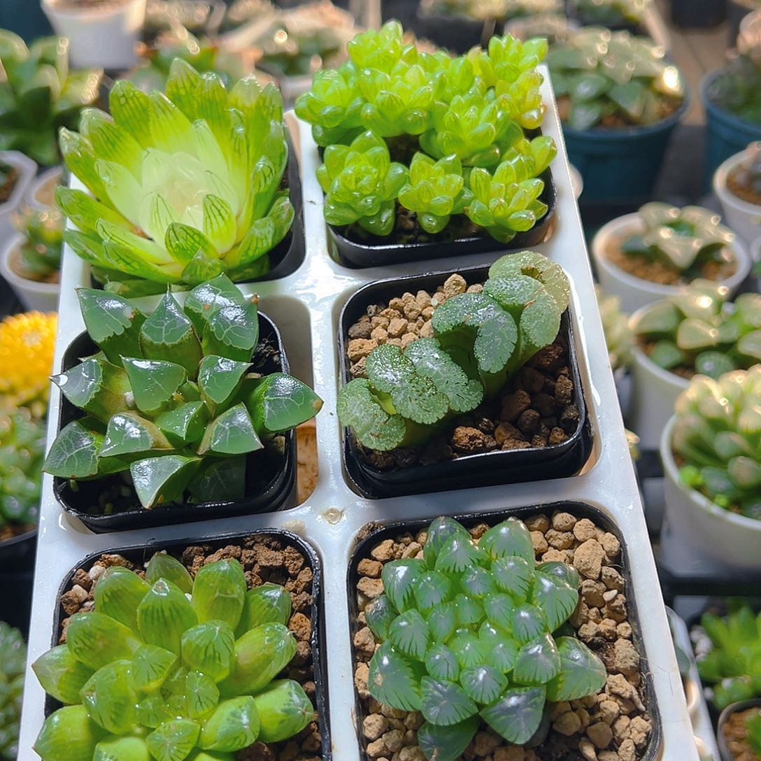 六盆玉露套餐多肉（不带托架）