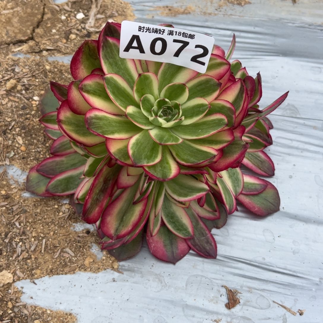 晓*072荔枝多肉植物