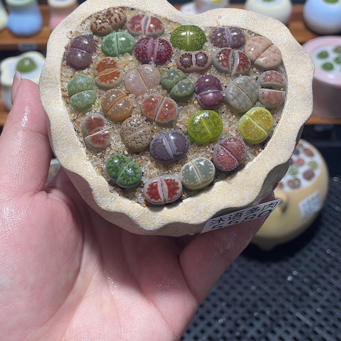 带盆土植物 一物一拍5580