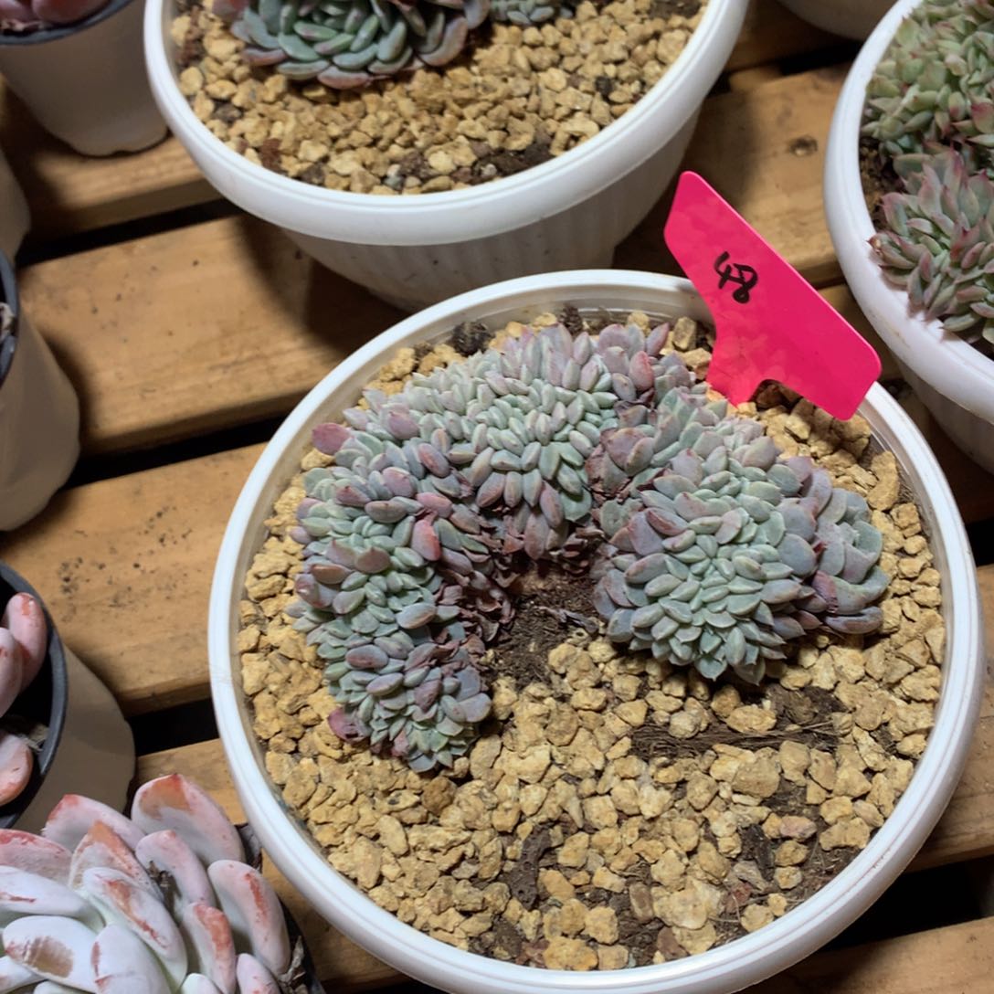 多肉植物多肉植物海棠花缀