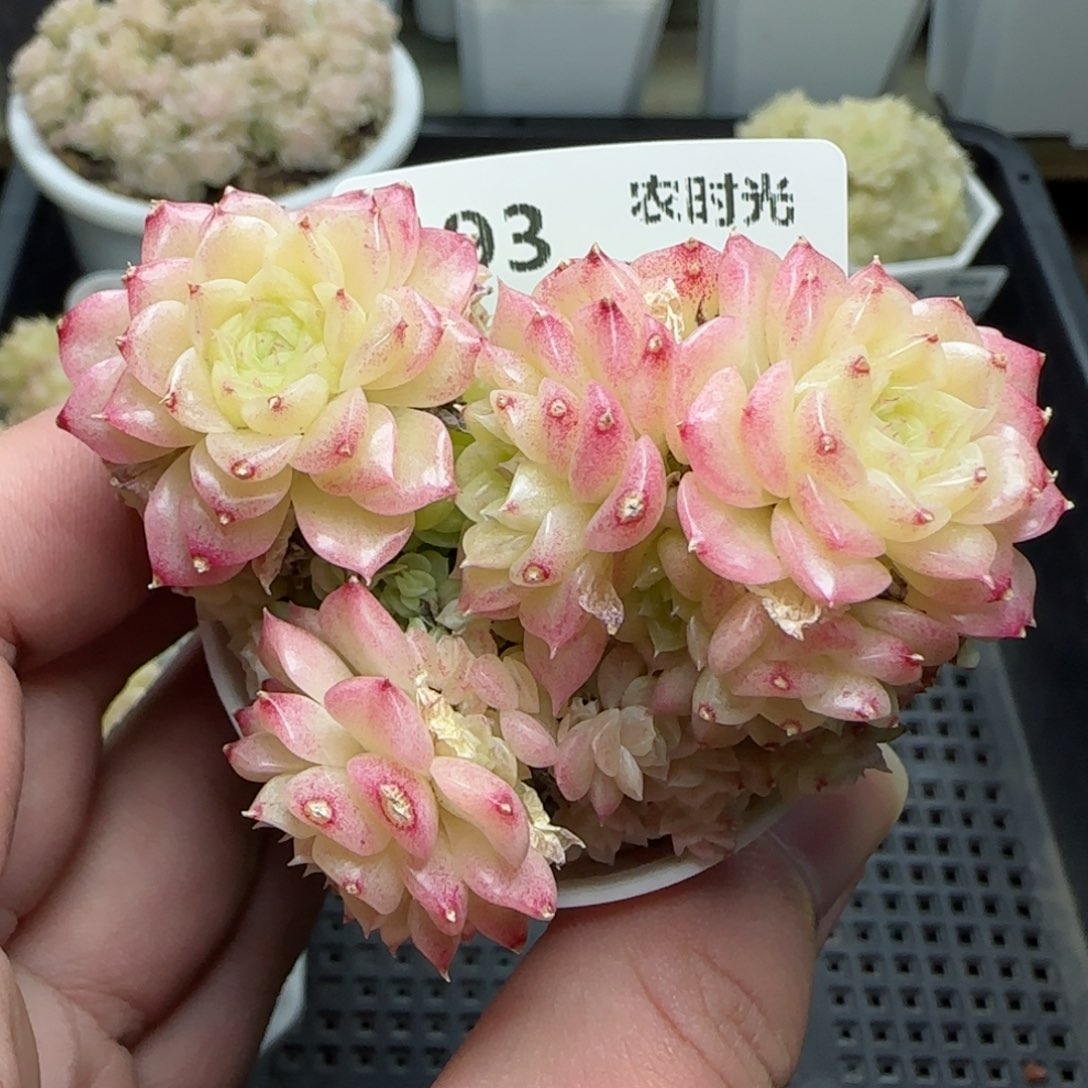 0114-193大脸麦秆