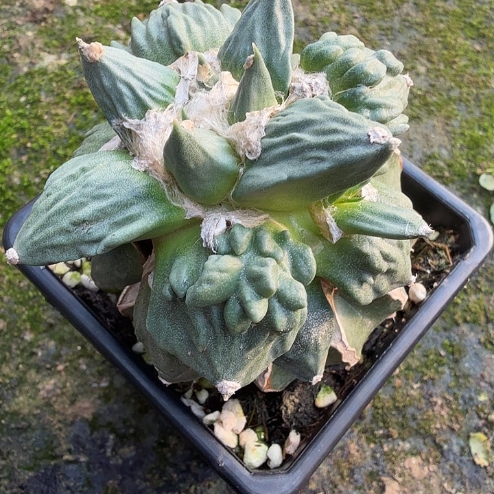 无花朵264外星怒牡丹东八