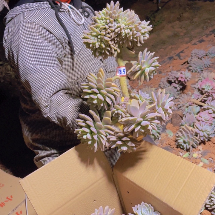 23一无一拍多肉多肉