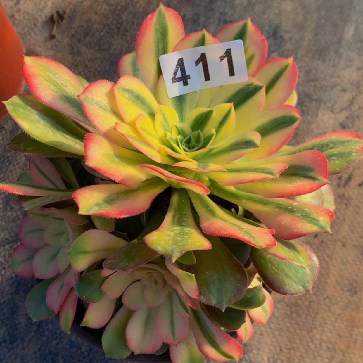 【闪购商品】盼***货411雅典娜多肉