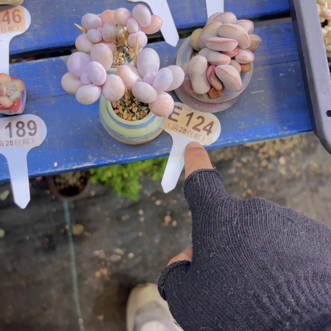 毛***毛E124三盆一物一拍