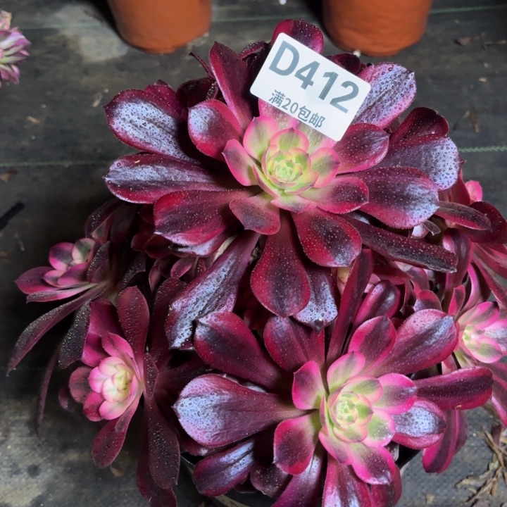 瑞妈一物一拍412