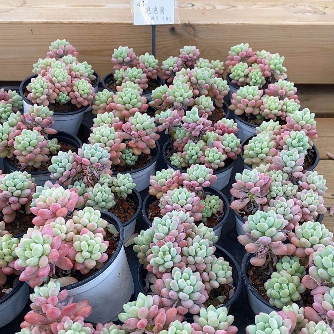 44号，泡泡酱群生