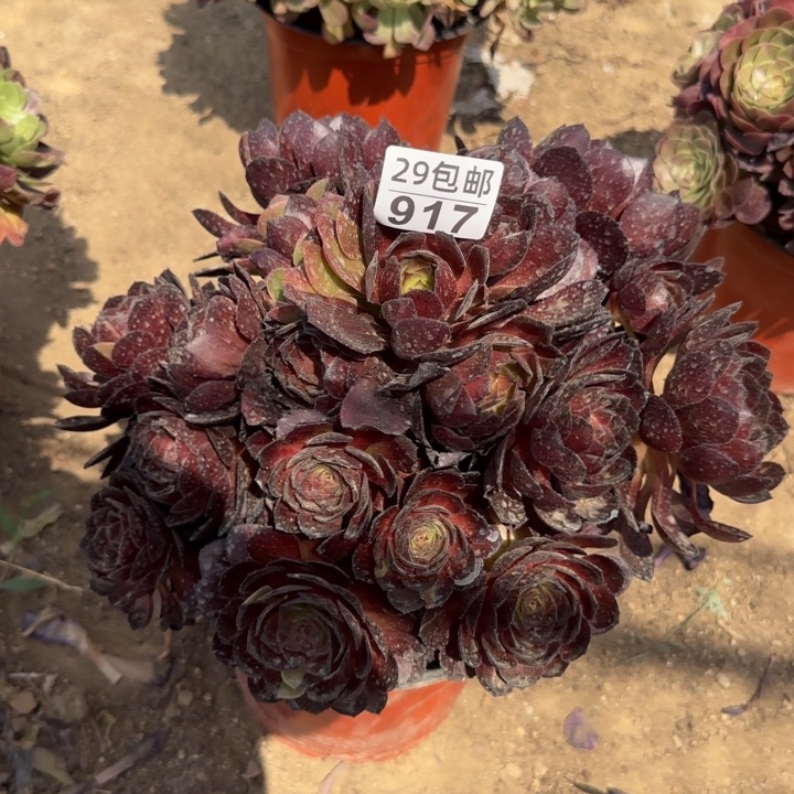 黑寡妇……多肉植物……