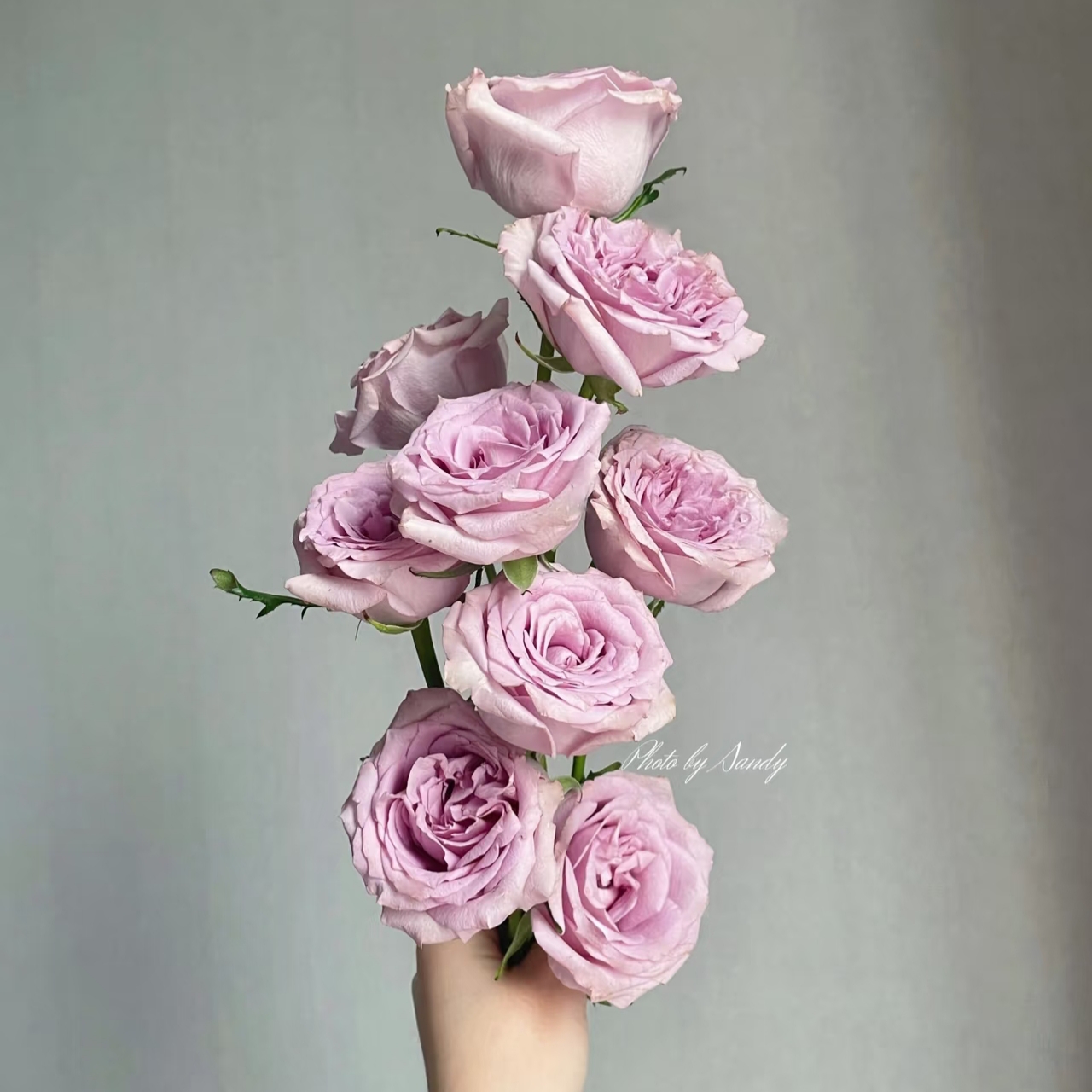 新品【蓝气球】月季切花大花月季花苗庭院阳台勤花（1+根接土球发货）