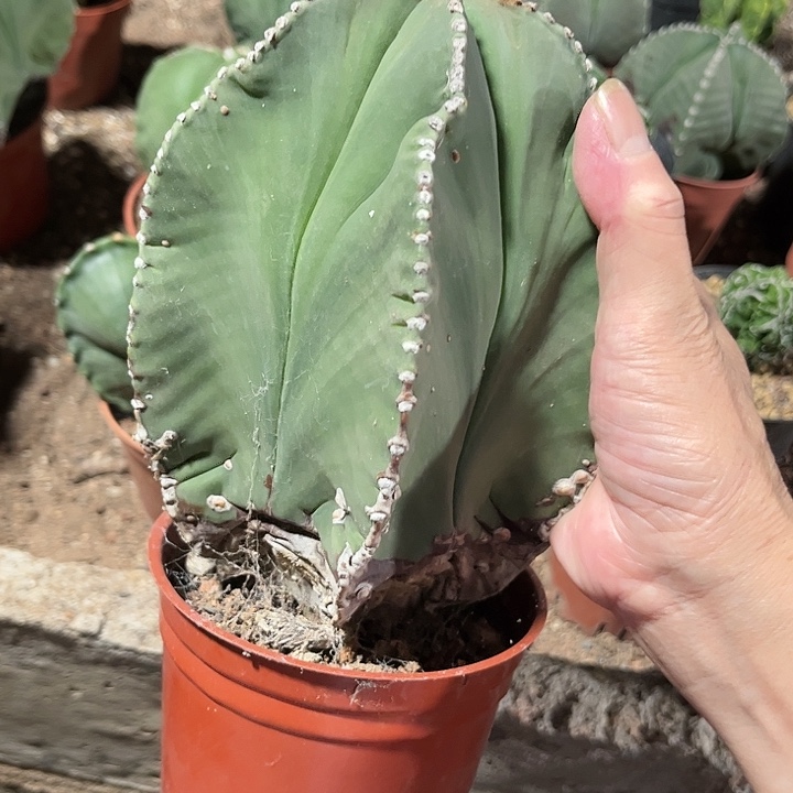 全部花朵111111111111