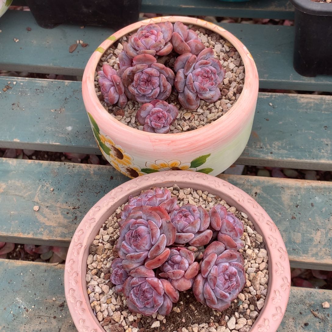 无花朵小呆呆哈哈哈哈哈哈