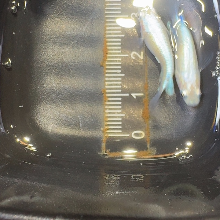 青鳉鱼9号拍品短体白珍珠