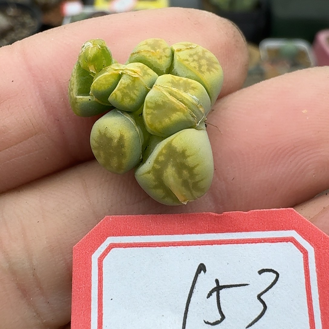 153多肉哈哈哈哈哈哈哈