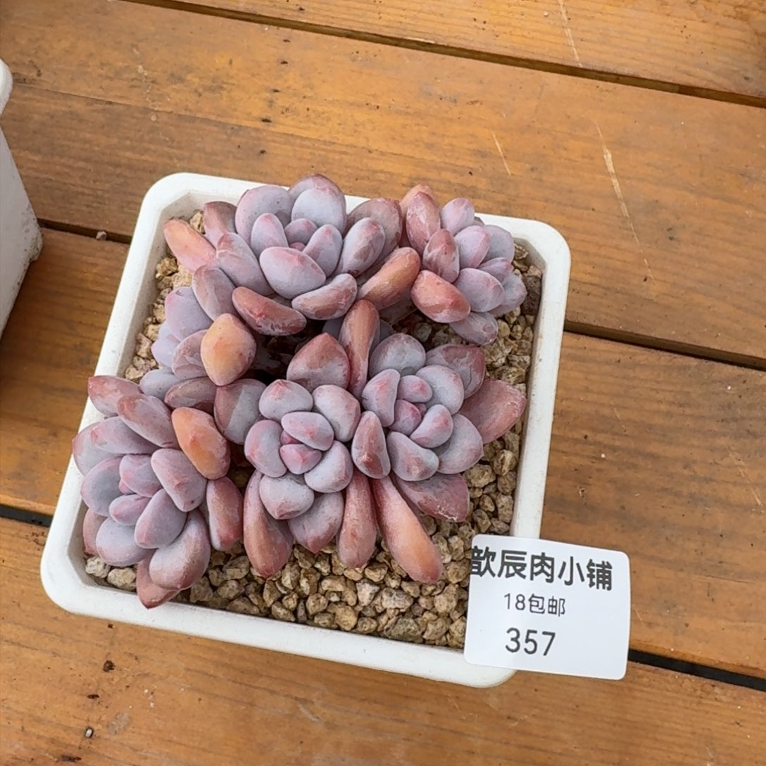 多肉植物香水老桩357