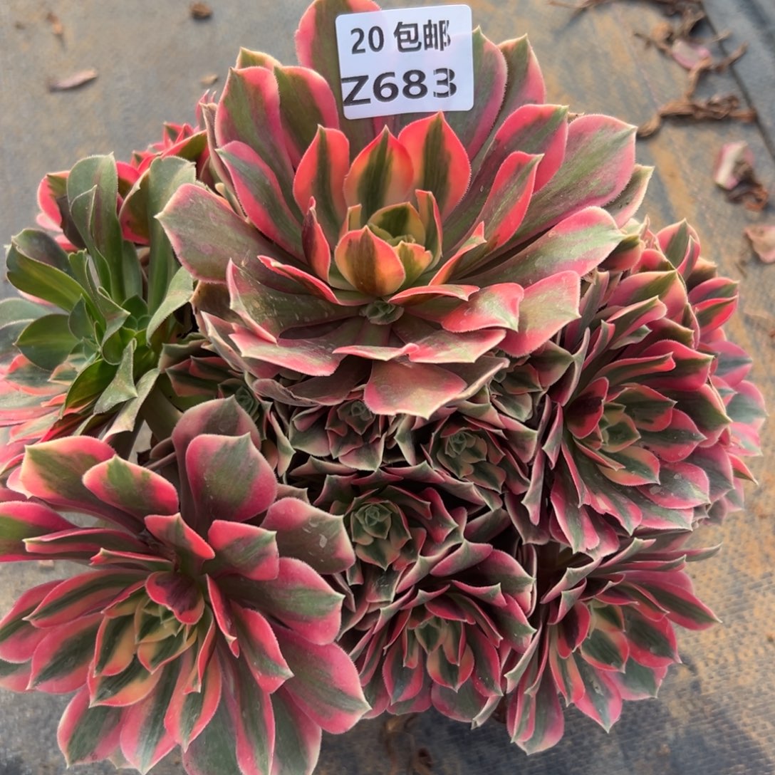 683女妖，满20包邮嘟叮熊