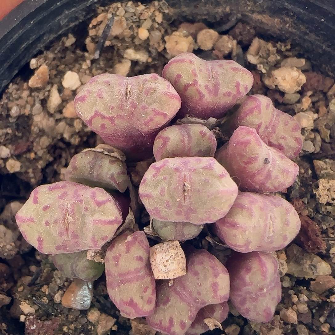 脱土年后发货23717