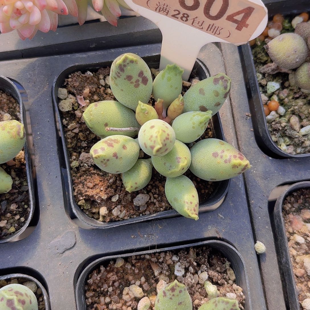 E304海豹一物一拍