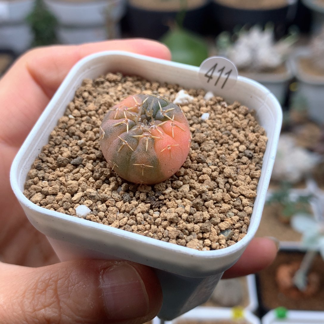 实生怪龙丸锦仙人球脱土