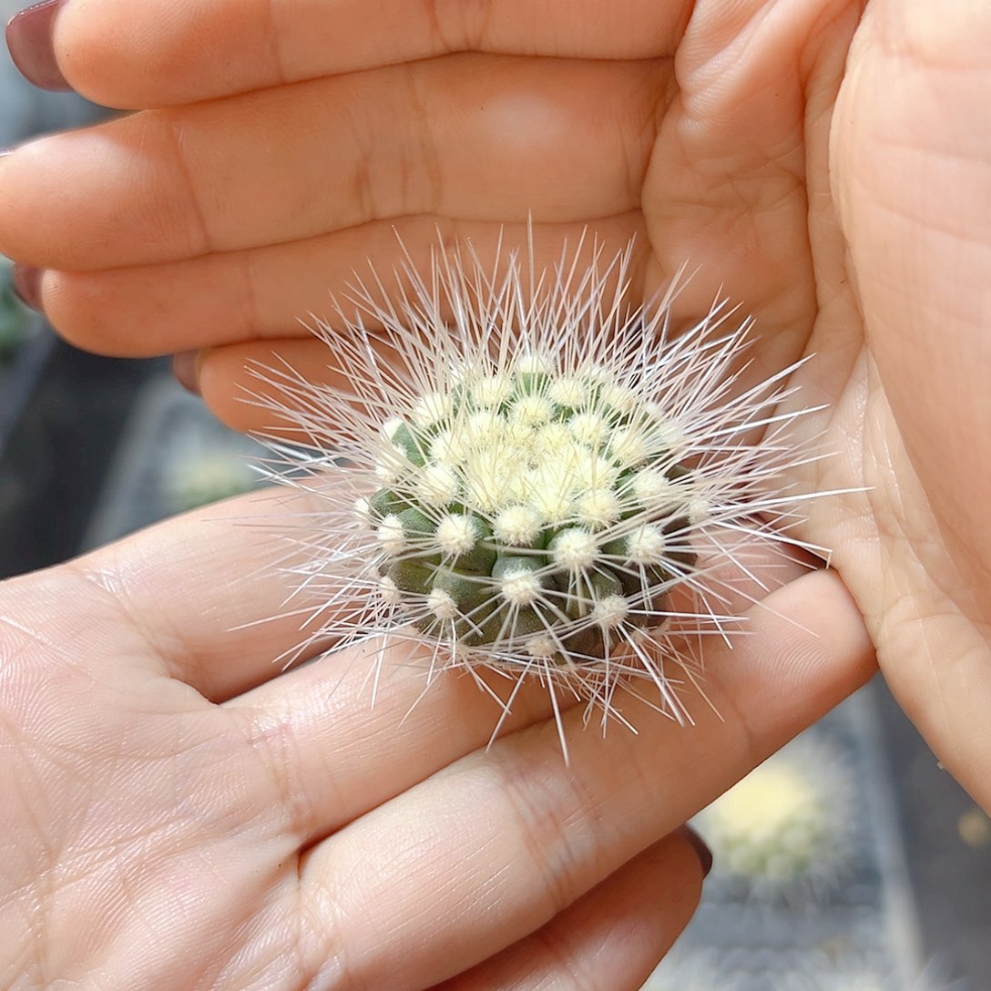 龙爪雷雪丸无根3公分刺会压趴
